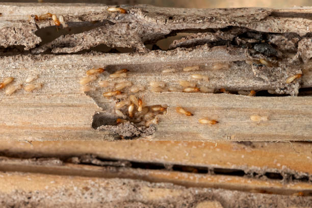 Trusted Norton, VA Pest Control Experts