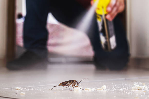 Best Affordable Pest Control Services  in Norton, VA